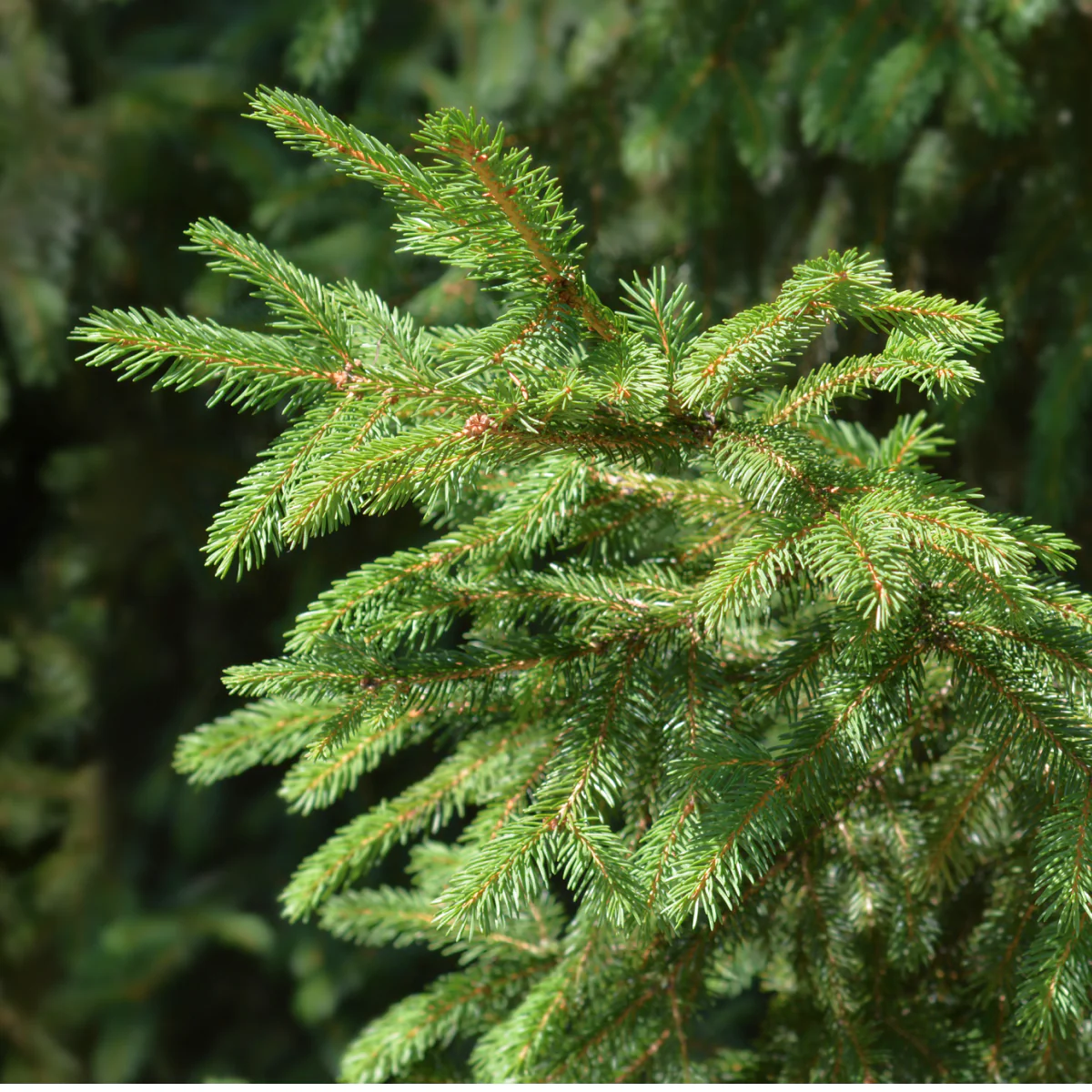 Norway Spruce