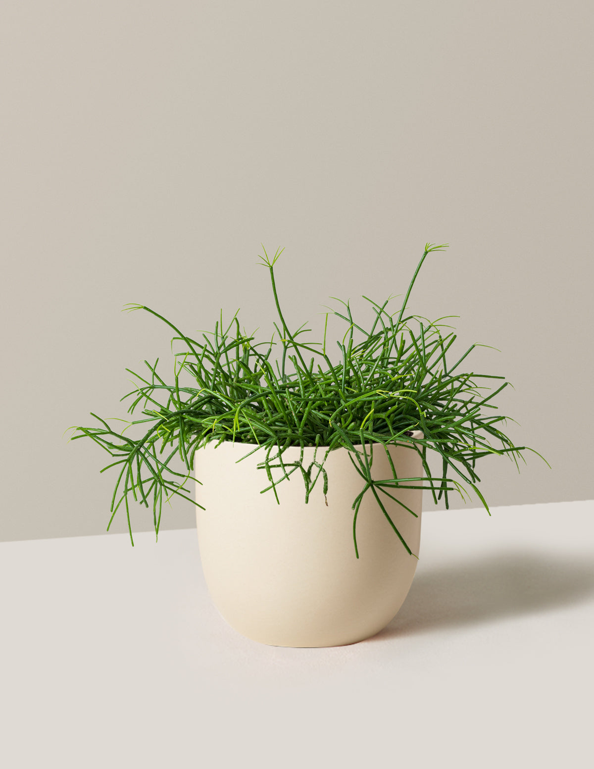 Rhipsalis Baccifera Mistletoe Cactus