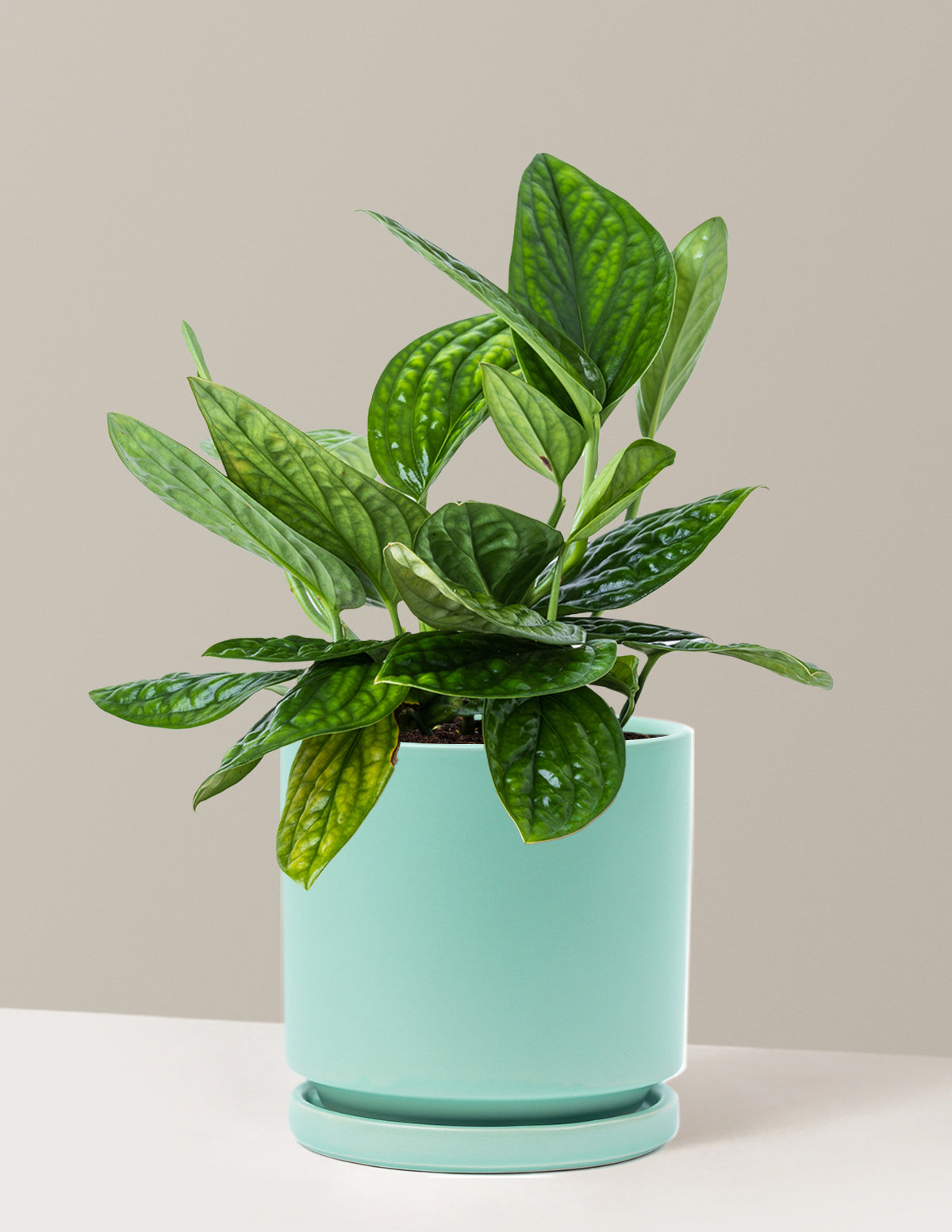 Monstera Peru
