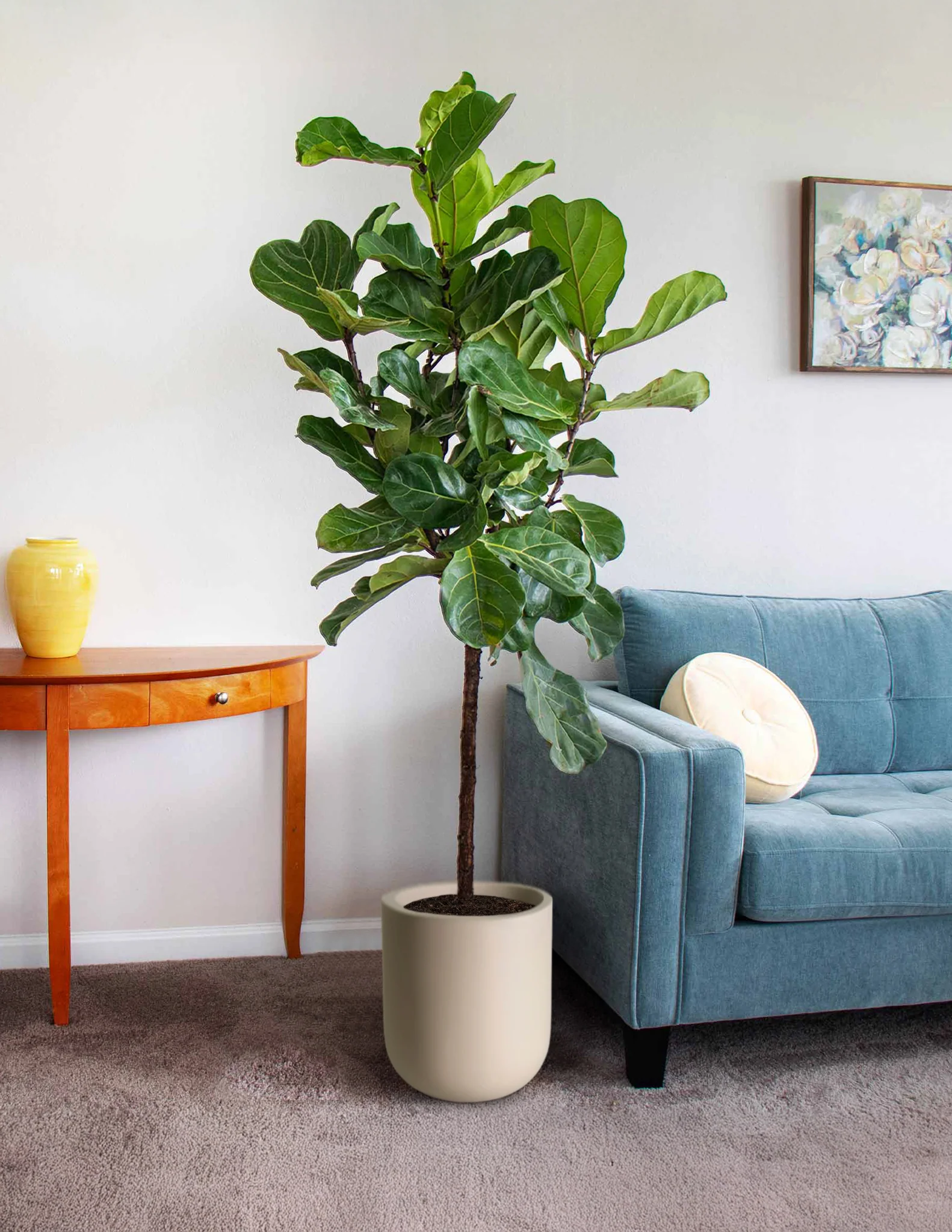 Fiddle-Leaf Fig Tree (TS)