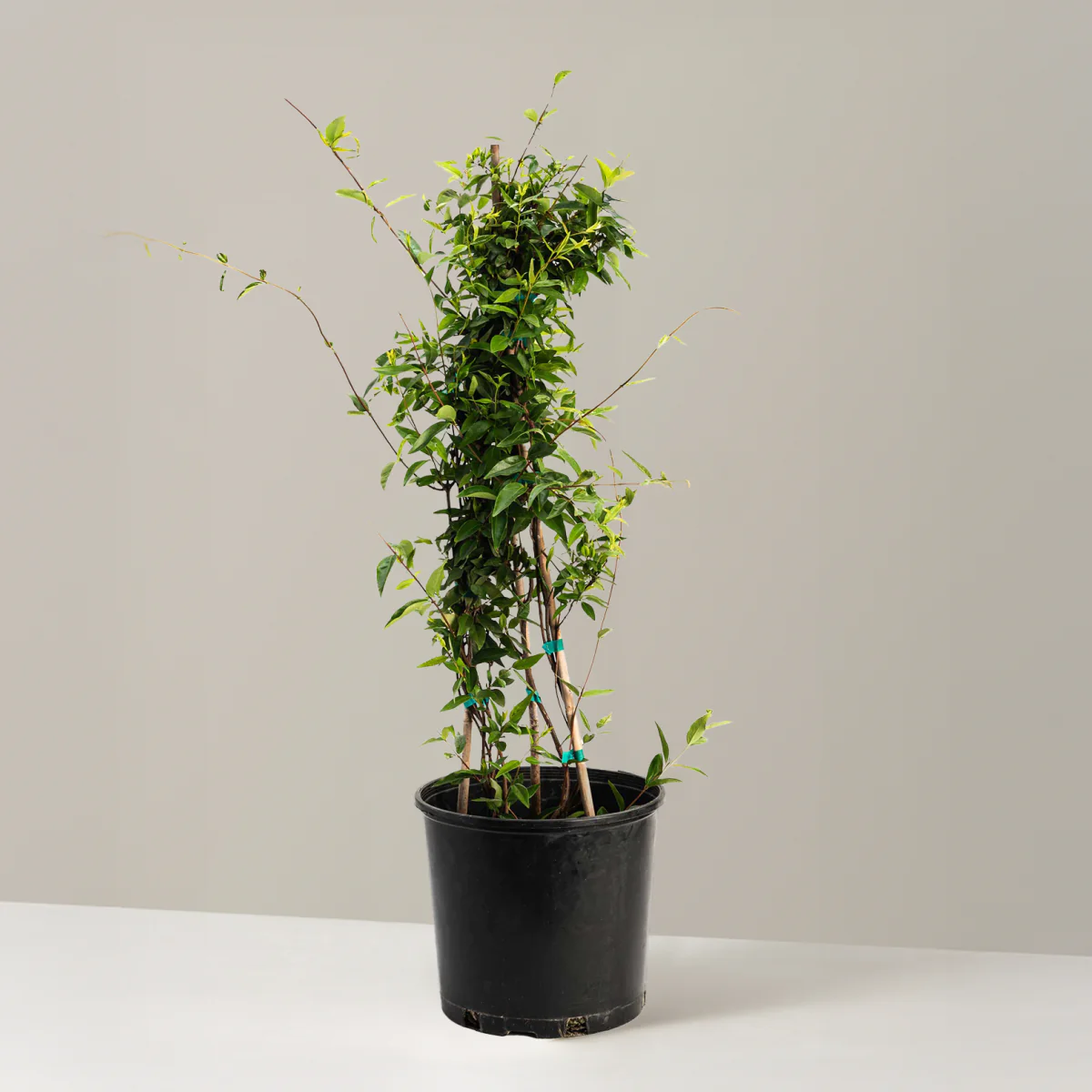 Carolina Jasmine