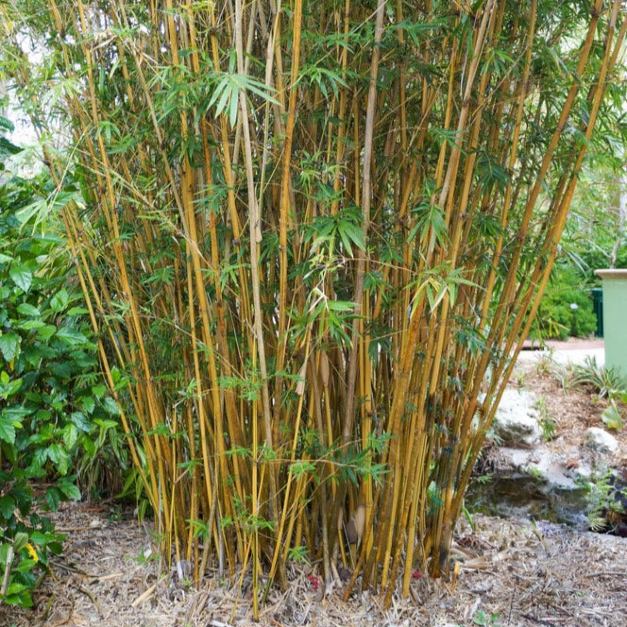 Golden Goddess Bamboo