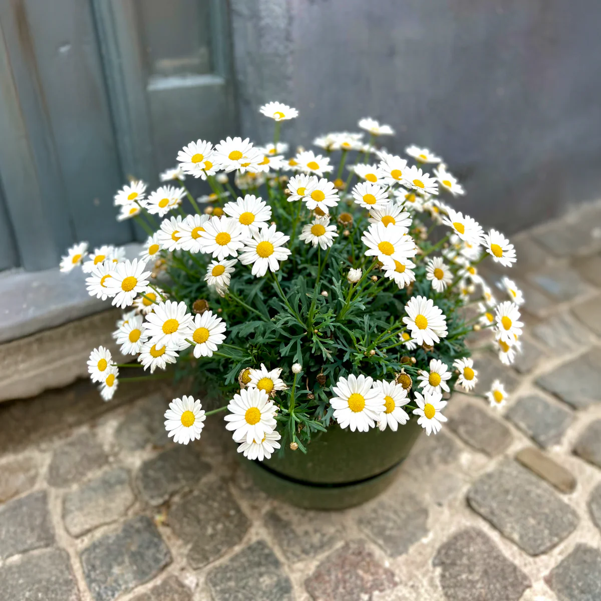 Shortstop™ Shasta Daisy