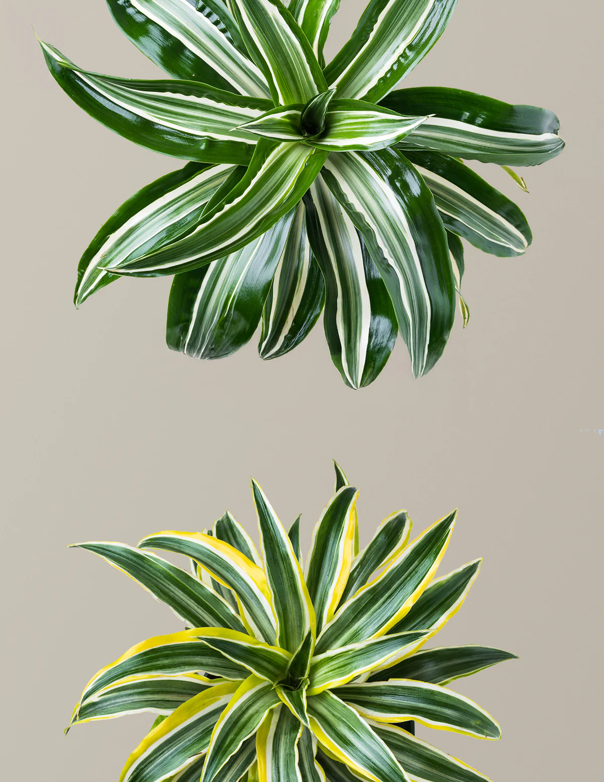 Decorative Dracaena Duo
