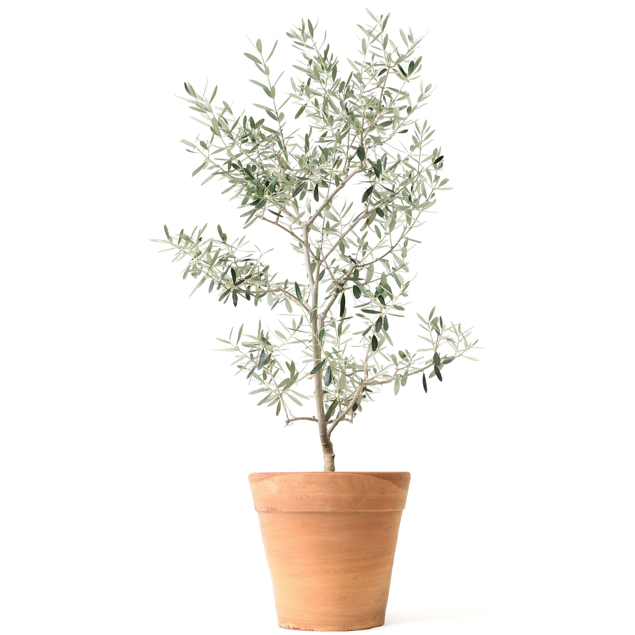 Olive Tree (TS)