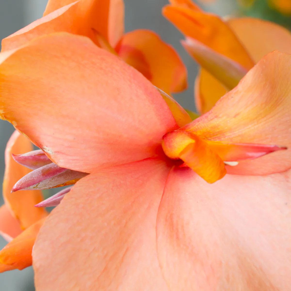 Apricot Frost Canna Lily Bulbs