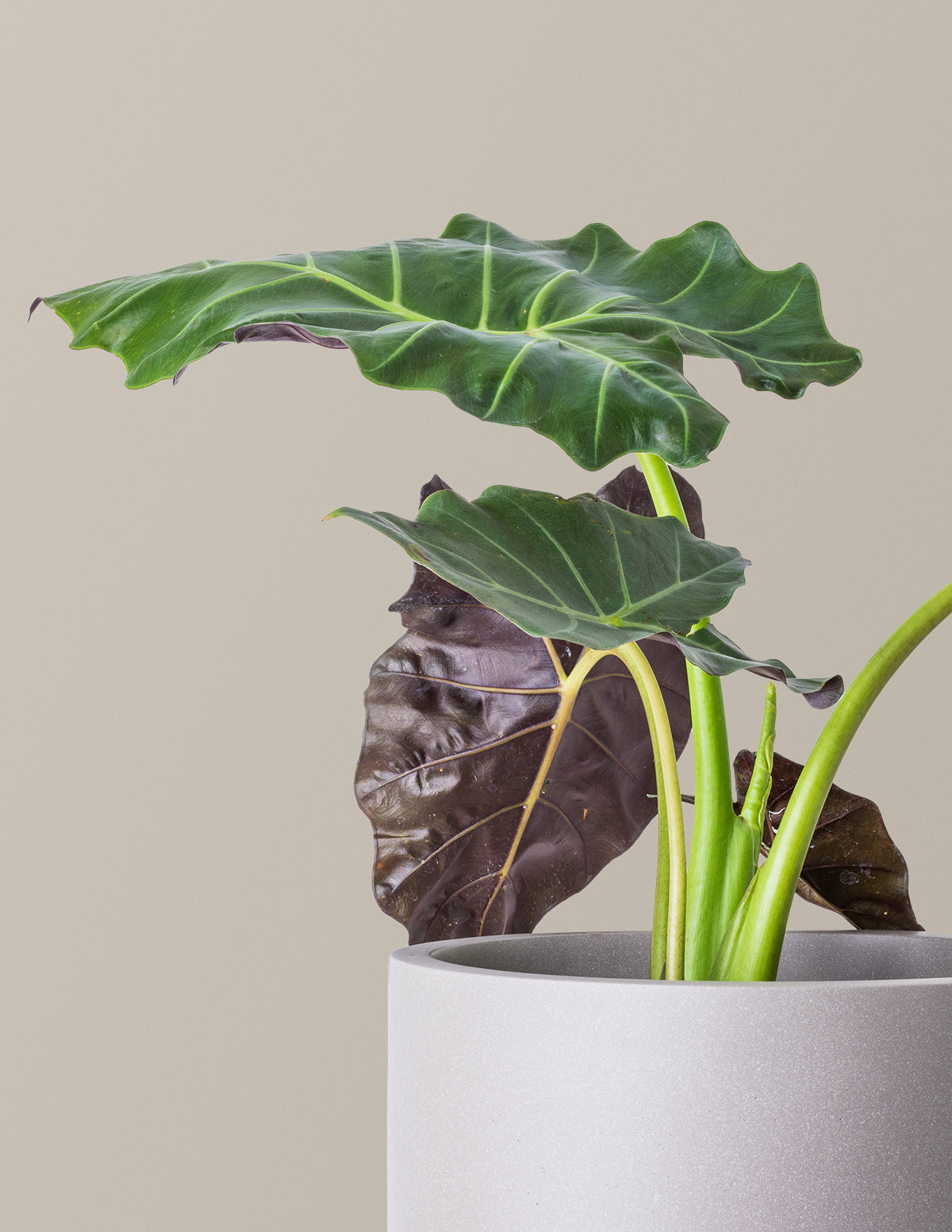 Mayan Mask Alocasia