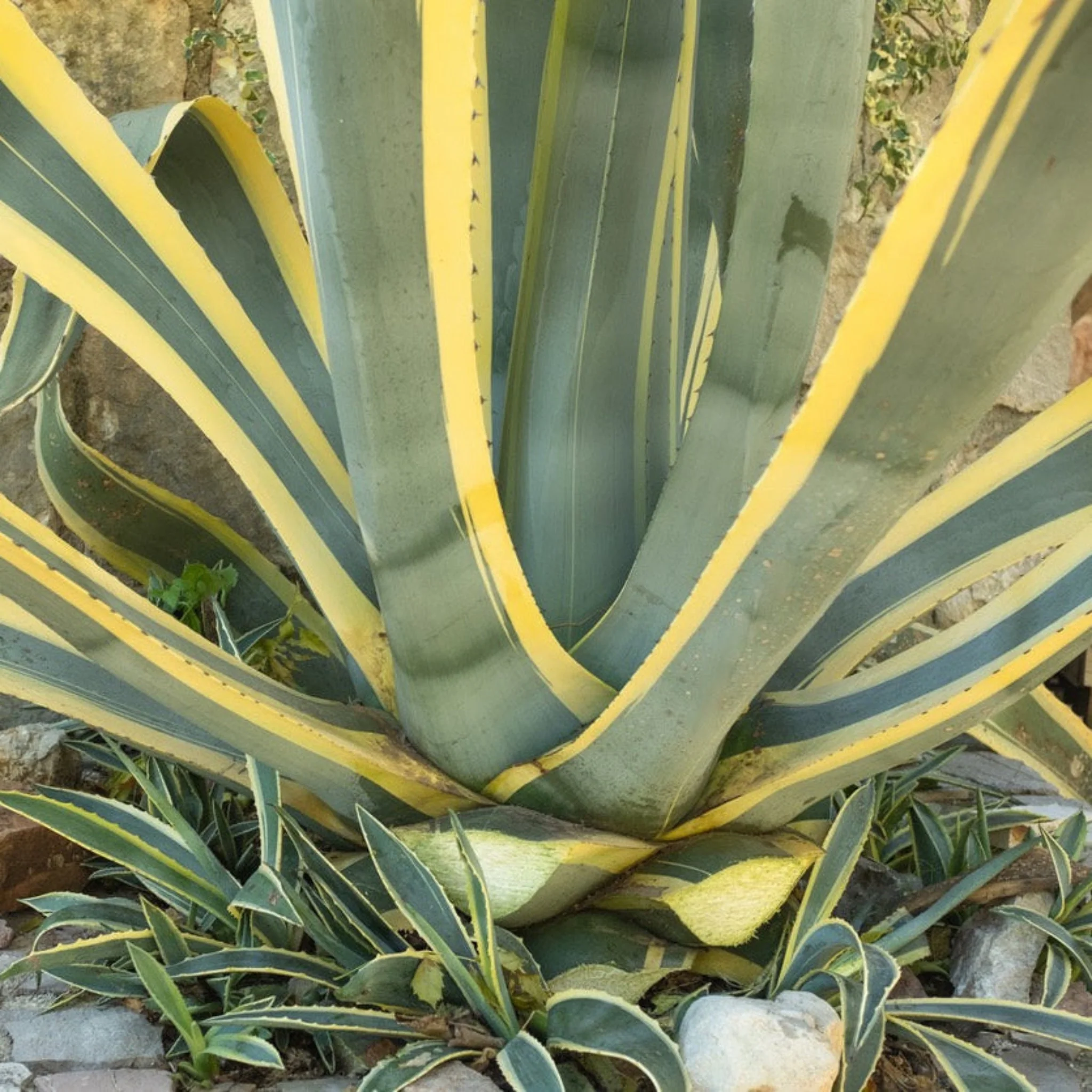 Agave Americana Variegata