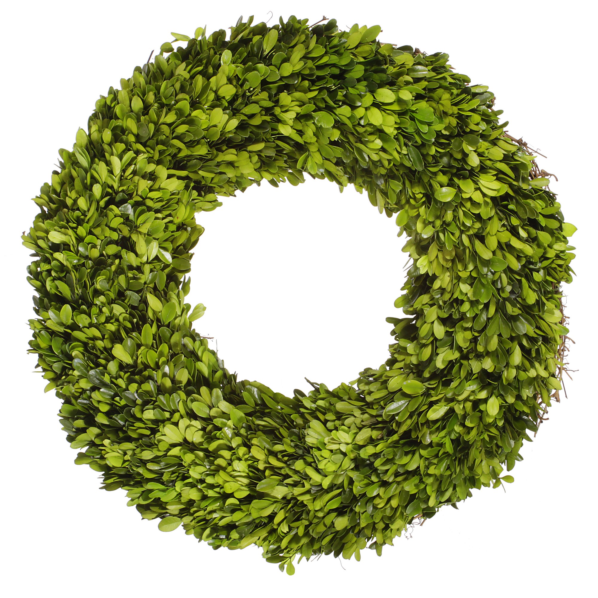 Boxwood Live Wreath, 20