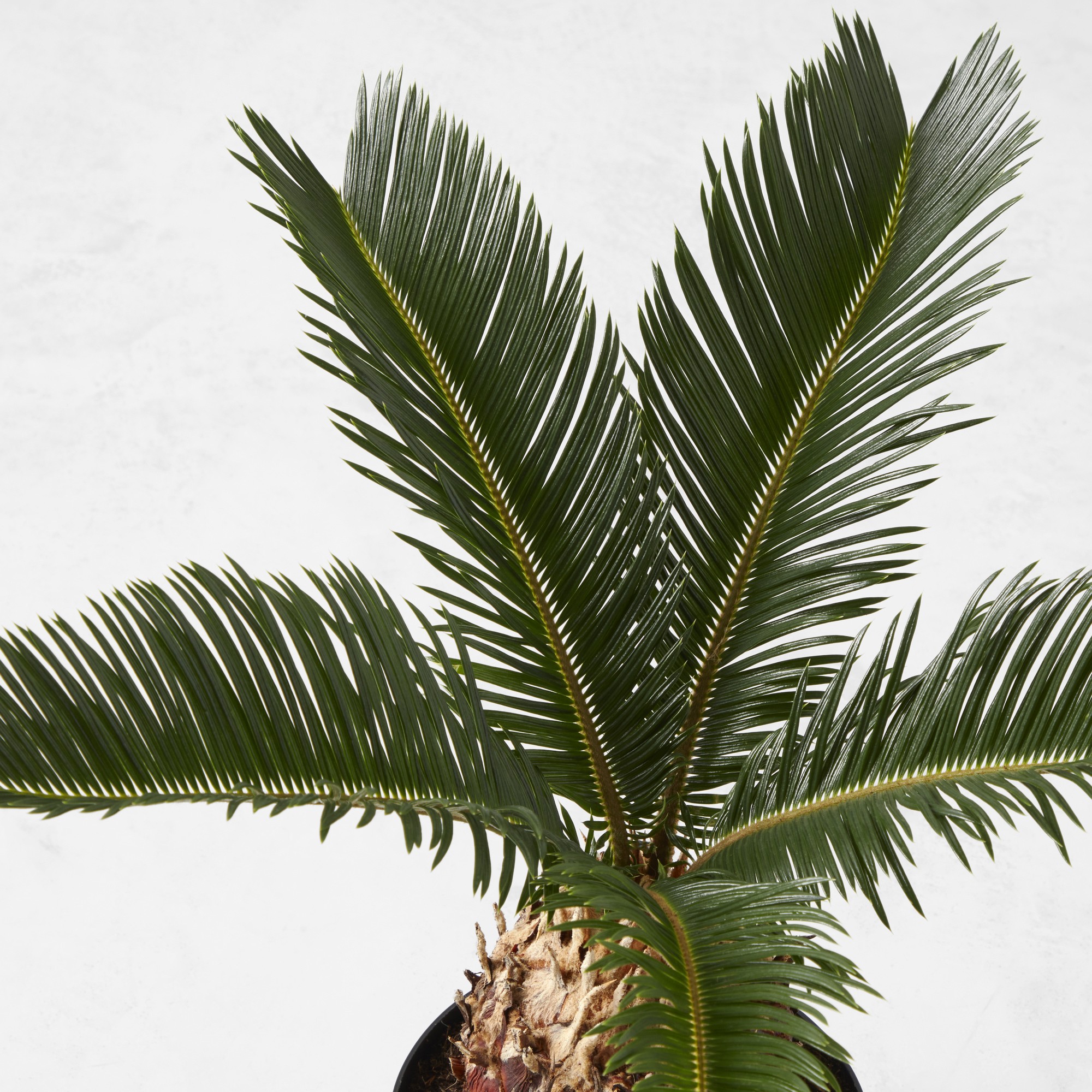 Live Sago Palm, 14