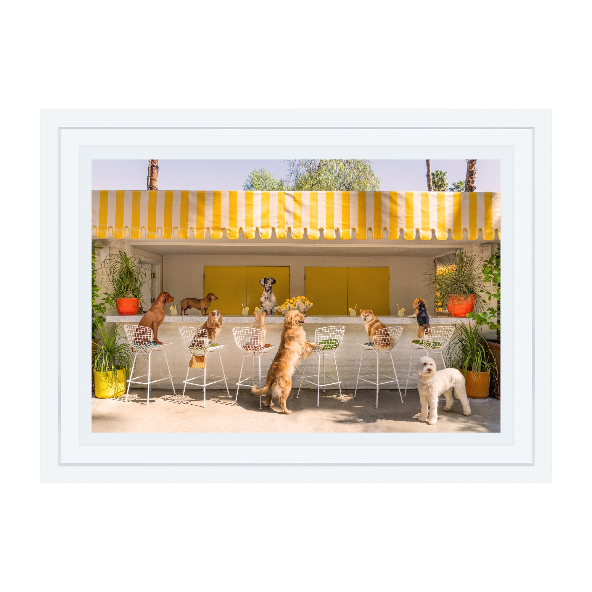 Gray Malin Lemonade Stand