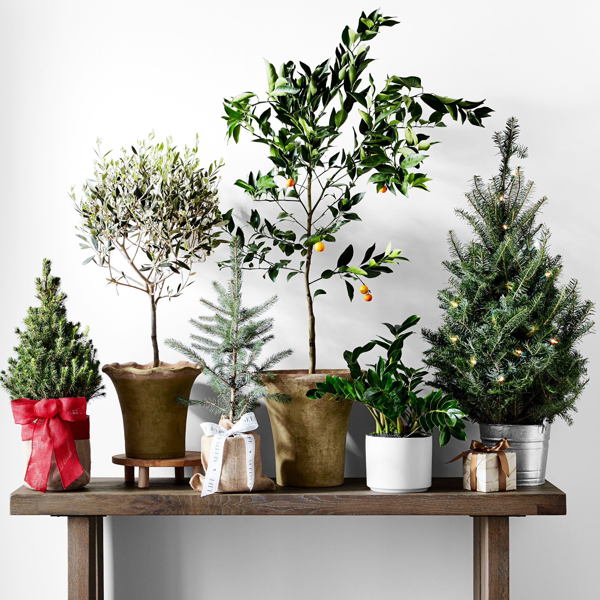 Live Large Zanzibar Gem Indoor House Plant, 1'-3'