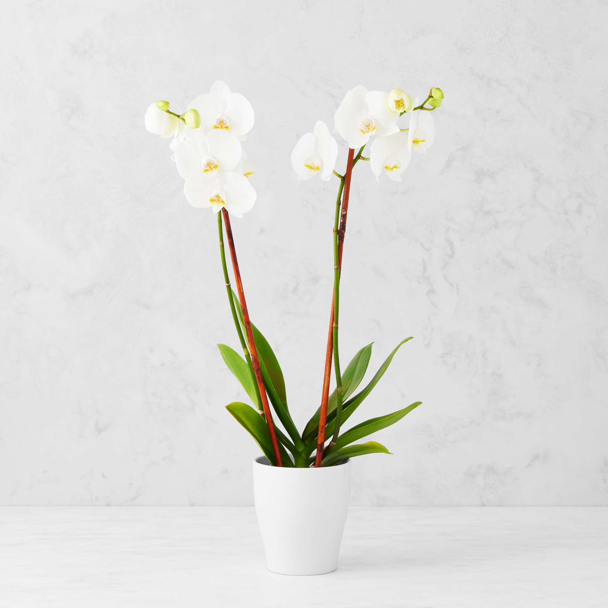 Fresh Double White Novelty Orchid in 5
