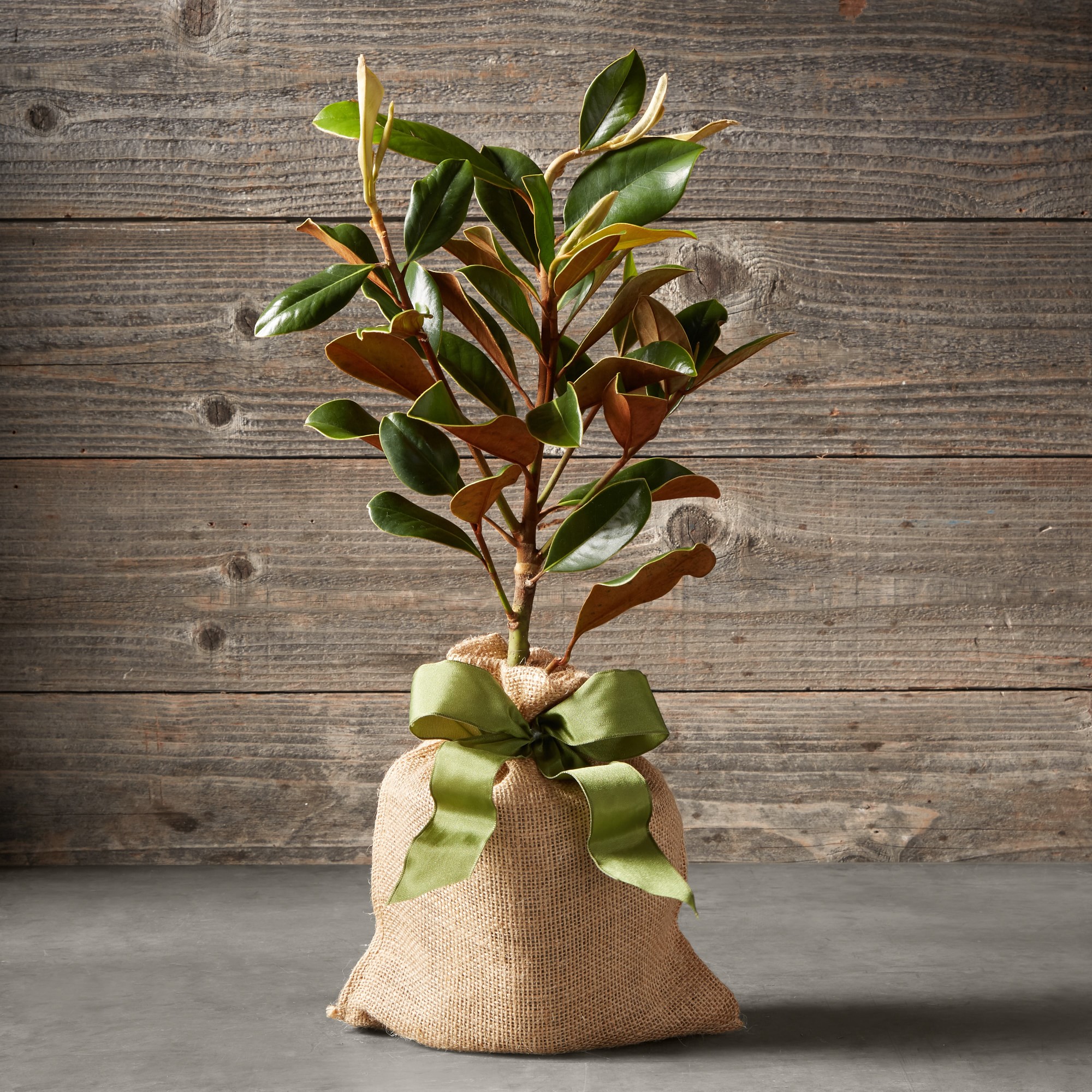 Live Mini Magnolia Tree, 18