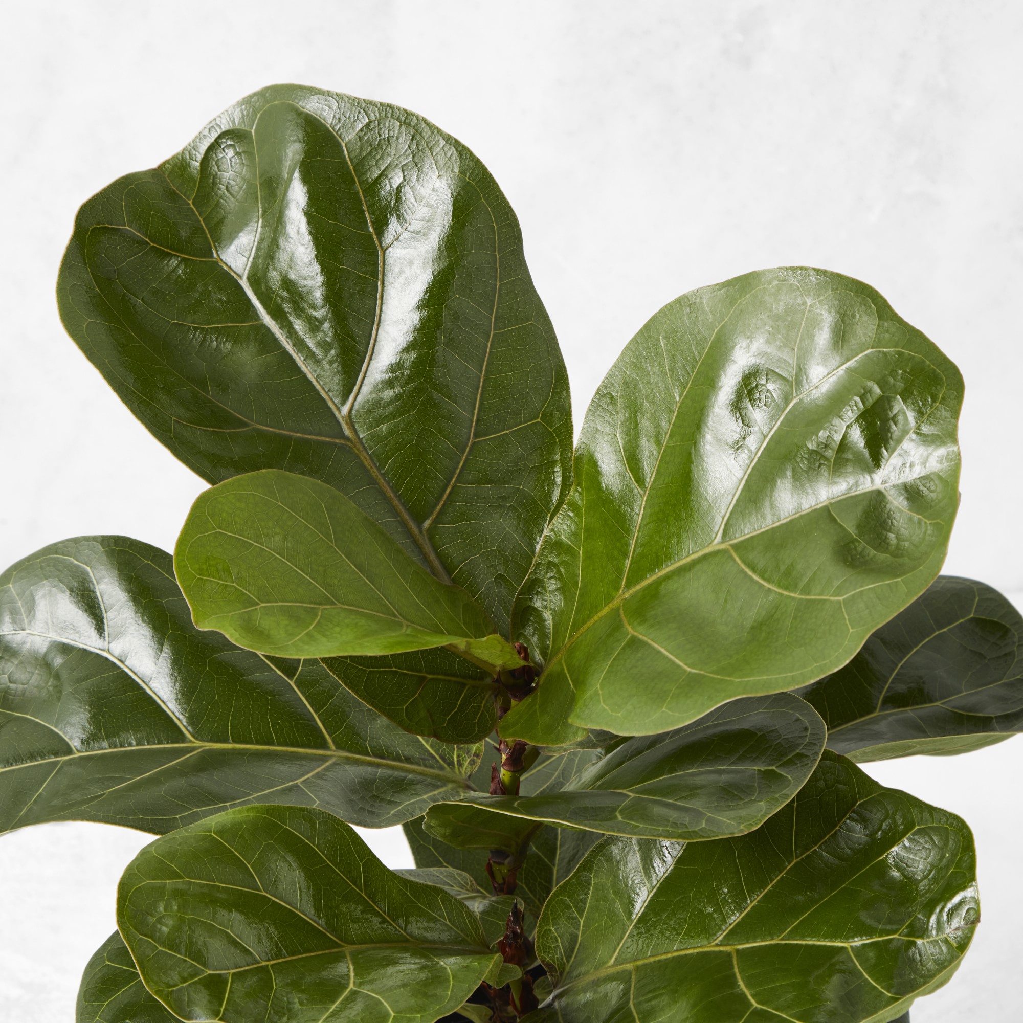 Live Fiddle Leaf Fig, 12