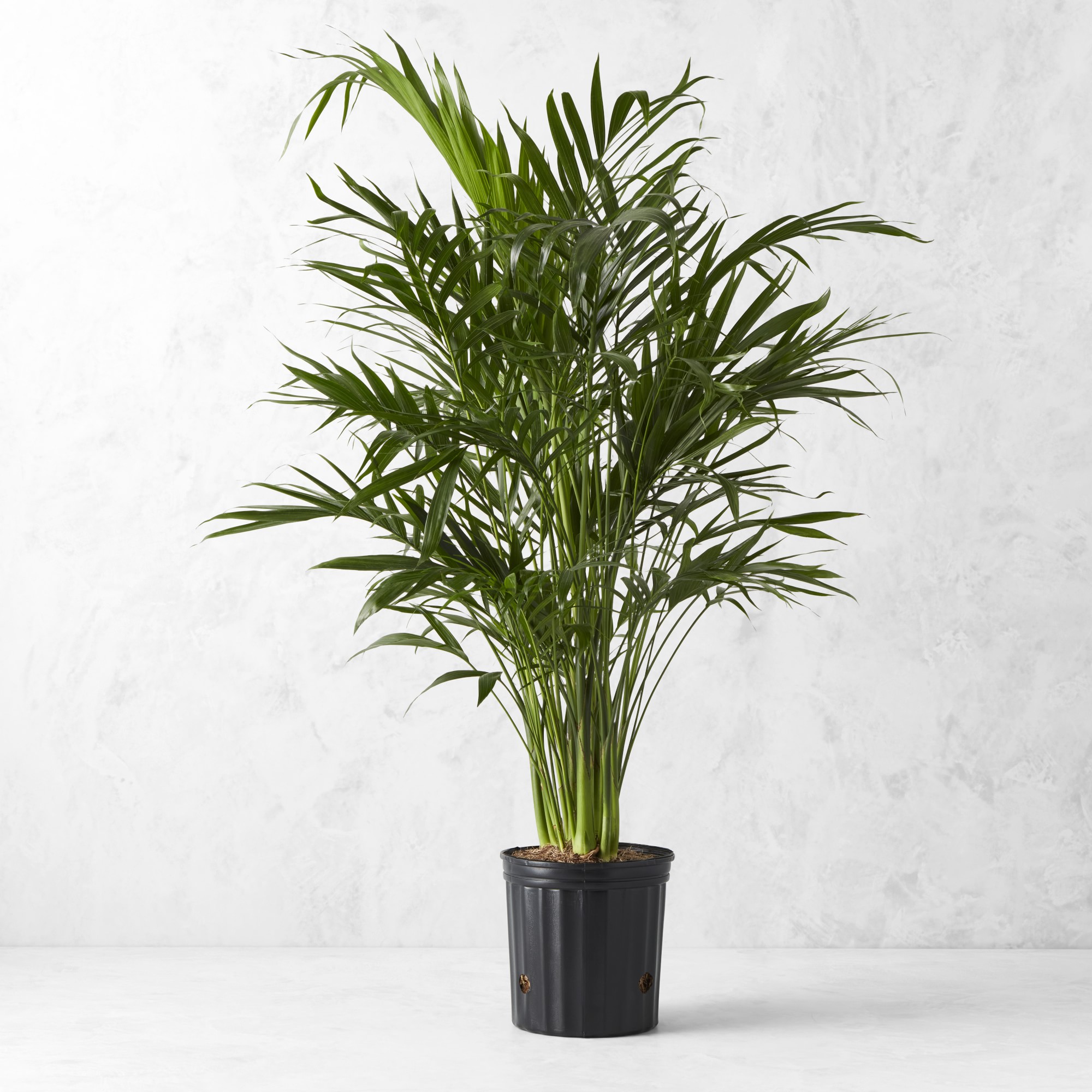 Live Cat Palm Tree, 40