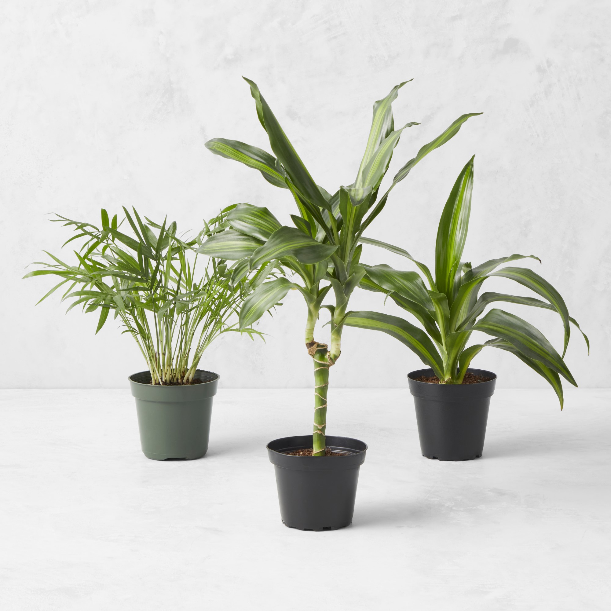 Variety Live Foliage, Set of 3