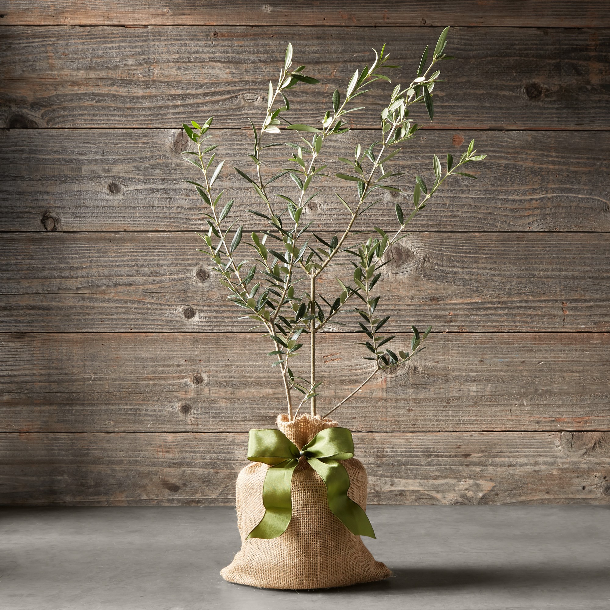Live Mini Olive Tree, 20