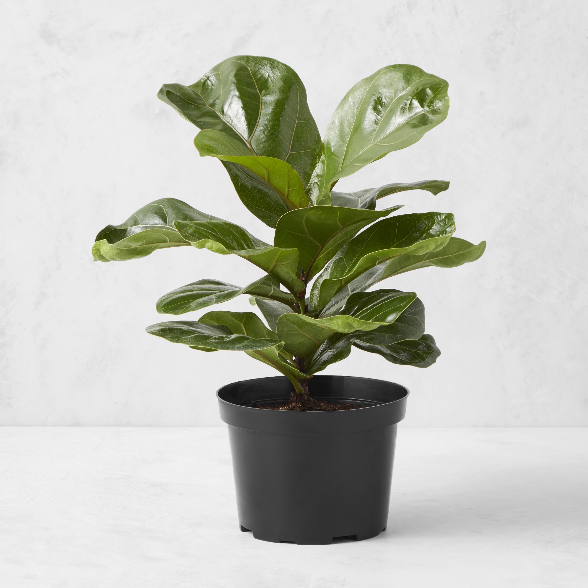 Live Fiddle Leaf Fig, 12