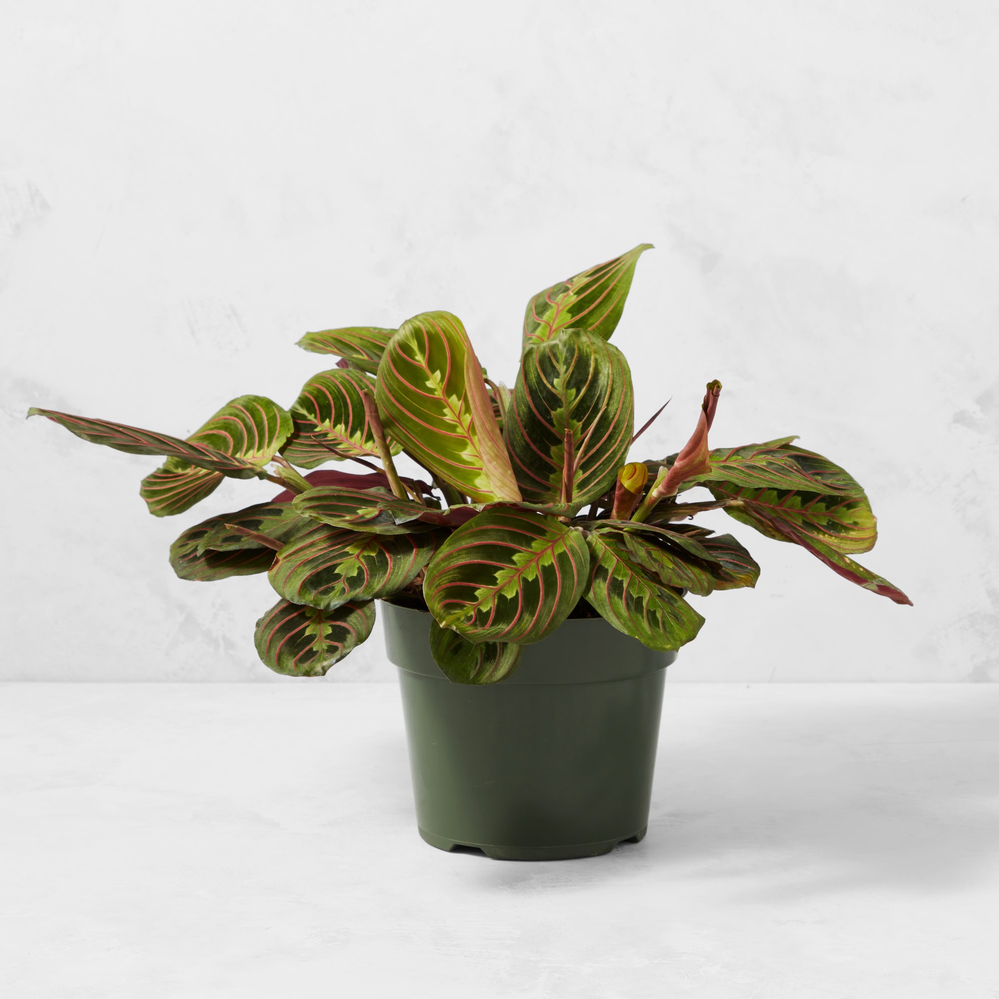Live In Prayer Maranta House Plant, 12