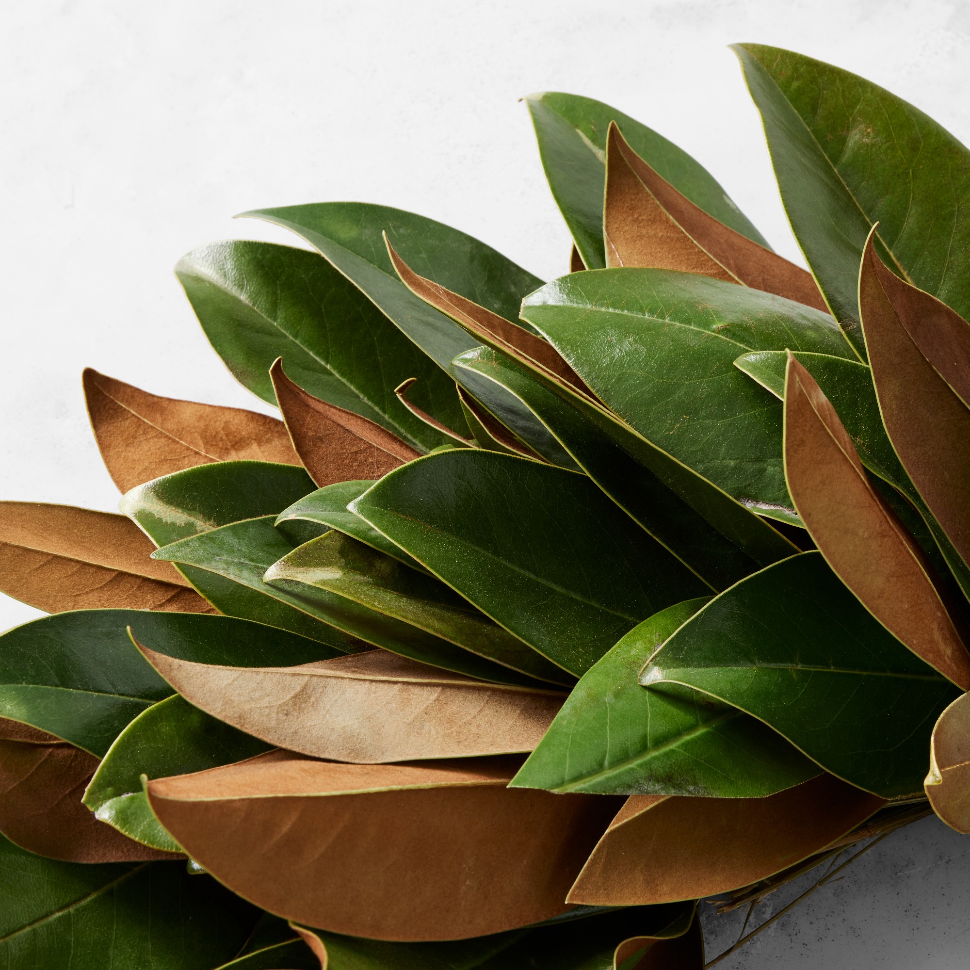Magnolia Live Wreath & Garland