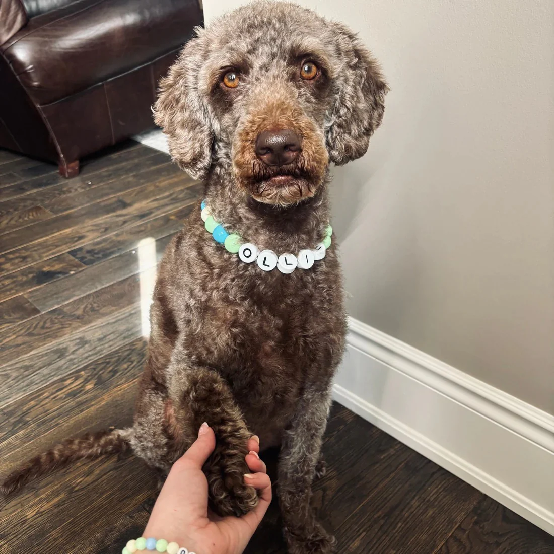 Dog Collar + Free Matching Bracelet