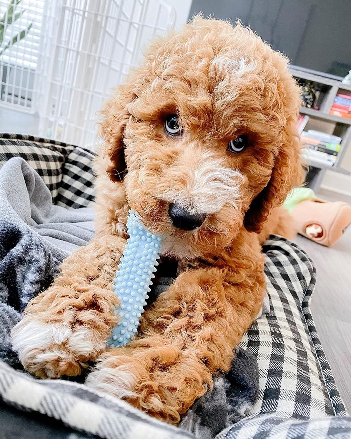 Nylabone Puppy Chew Blue Textured Teething Bone - Chewing Toys for Puppies - Puppy Supplies - Chicken Flavor, X-Small, Up to 15 Ibs. (10 Count)