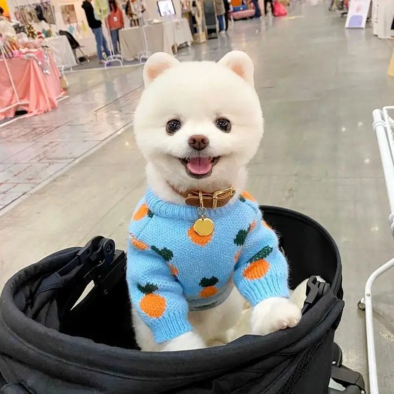 Cute Pet Clothes