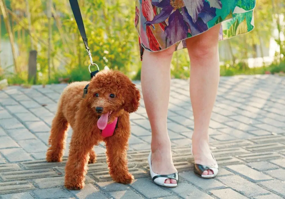 Straps Chest & Car Seat Belt