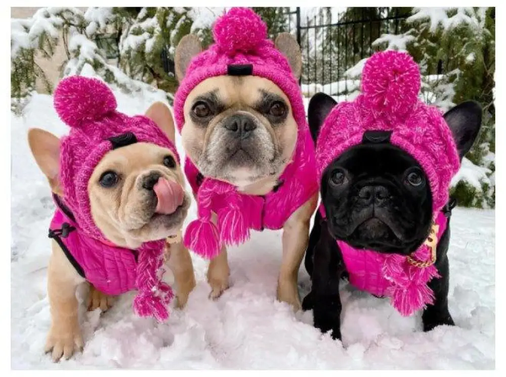 Winter Warm Dog Hats