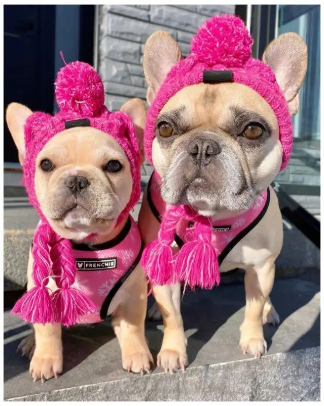Winter Warm Dog Hats