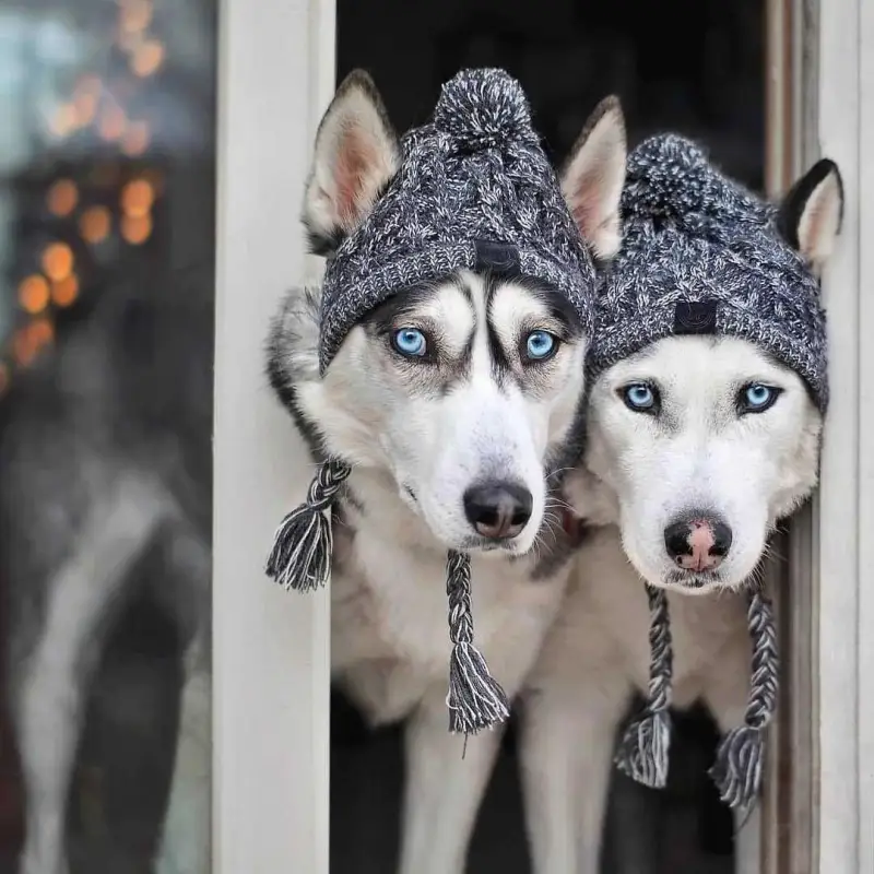 Winter Warm Dog Hats