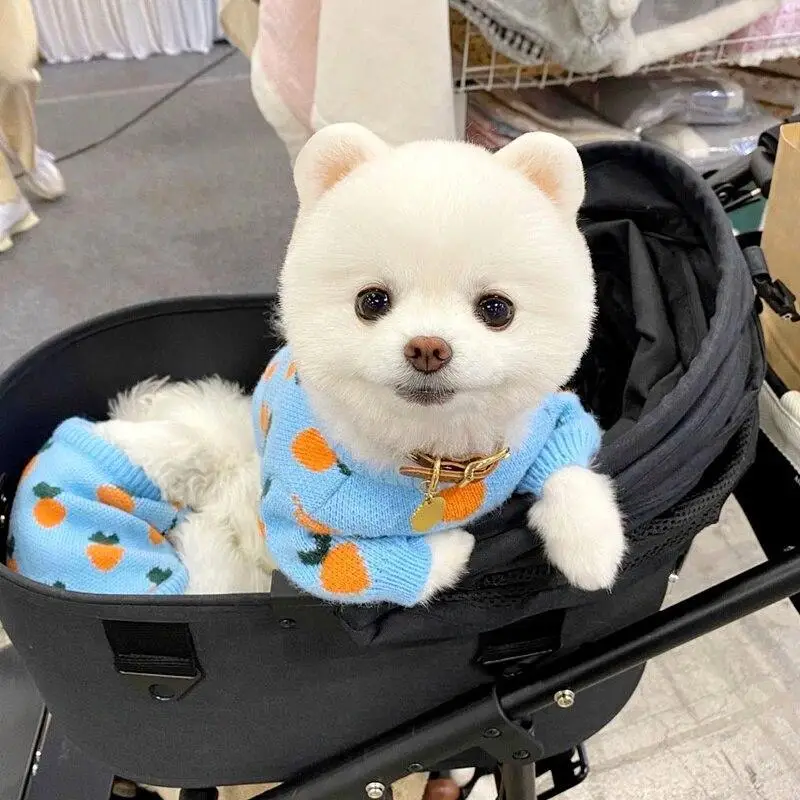 Cute Pet Clothes