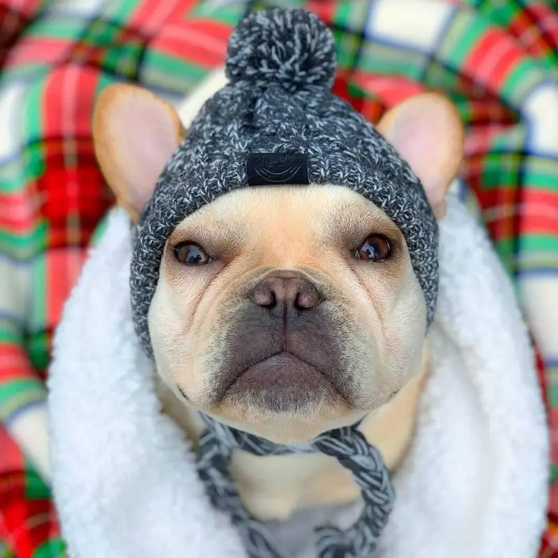 Winter Warm Dog Hats