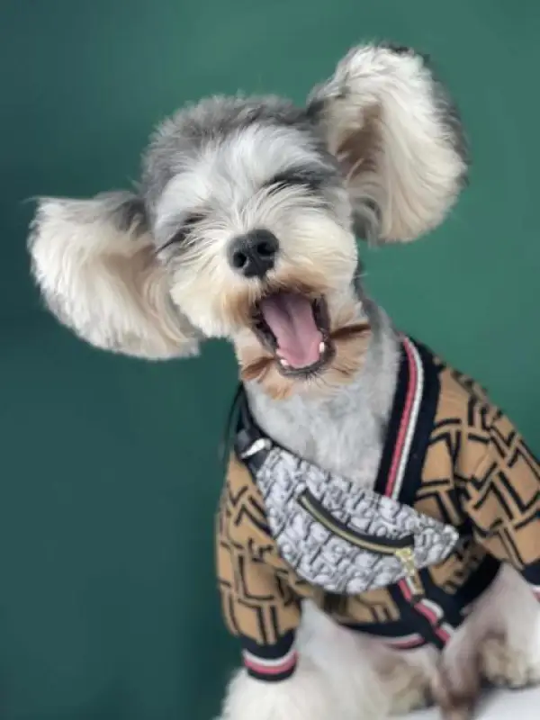 Pet Backpacks Supplies