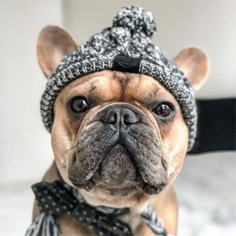 Winter Warm Dog Hats